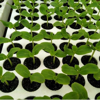  Combo 3 Khay xốp Vỉ xốp ươm hạt giống cây giống 84 lỗ 112 lỗ 209 lỗ 