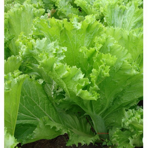 Hạt giống cải bẹ dông dư cao sản (tặng kèm phân)