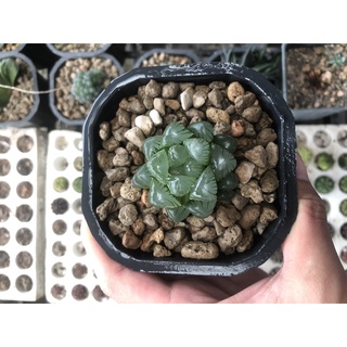 Haworthia cooperi | sen đá kim cương | size 3-5cm