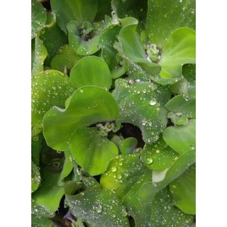 Bèo Cái Thủy Sinh 20 cây