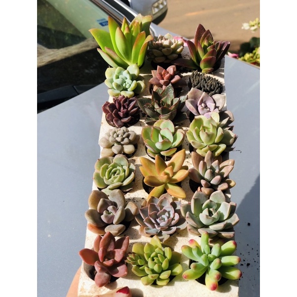 SEN ĐÁ MINI ĐÀ LẠT, THUẦN KHÍ HẬU, KHỎE ĐẸP, GIAO MẪU NGẪU NHIÊN