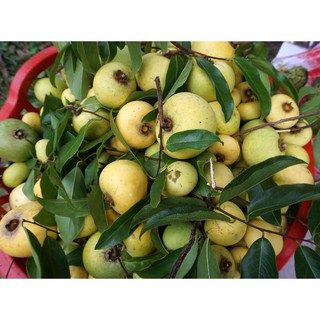 CÂY GIỐNG CÂY THỊ THƠM, QUẢ NGỌT- LOÀI CÂY VƯỢNG PHONG THỦY CHO GIA CHỦ