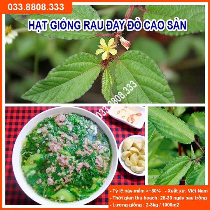 Hạt Giống Rau Đay Đỏ 20gram -Giống Tốt Giá Rẻ