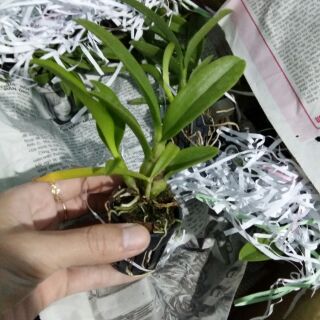Lan denro nắng Pensoda cây con