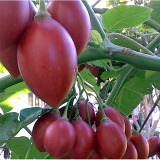 Hạt giống cà chua thân gỗ nhập khẩu