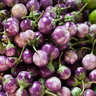 Hạt giống Cà pháo tím