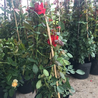 Hồng leo cổ hải phòng, nguyên chậu