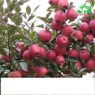 Hạt giống Táo Đỏ Lùn (15 hạt) ĐẾN MÙA TRỒNG TẾT KHUYẾN MẠI SHOP MỚI HẠ GIÁ SỈ