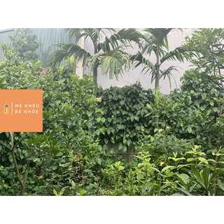 Lá trầu không tươi 200gr