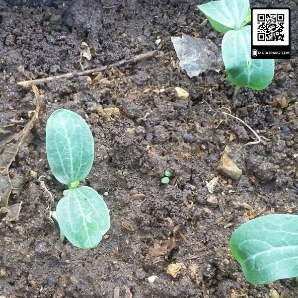 [Bán sỉ] - Hạt giống Mướp hương Thái Lan