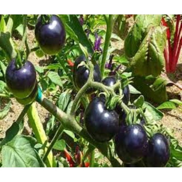 Hạt giống cà chua bi đen 30 hạt luckyseed hạt siêu rẻ