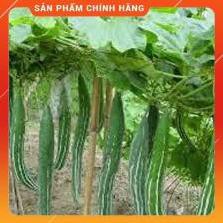 HẠT GIỐNG LẶC LÀY CAO SẢN GÓI 2 GRAM