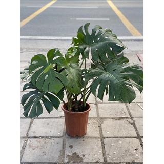 Cây Trầu Bà Nam Mỹ , Trầu Bà Lá Xẻ ,Montera