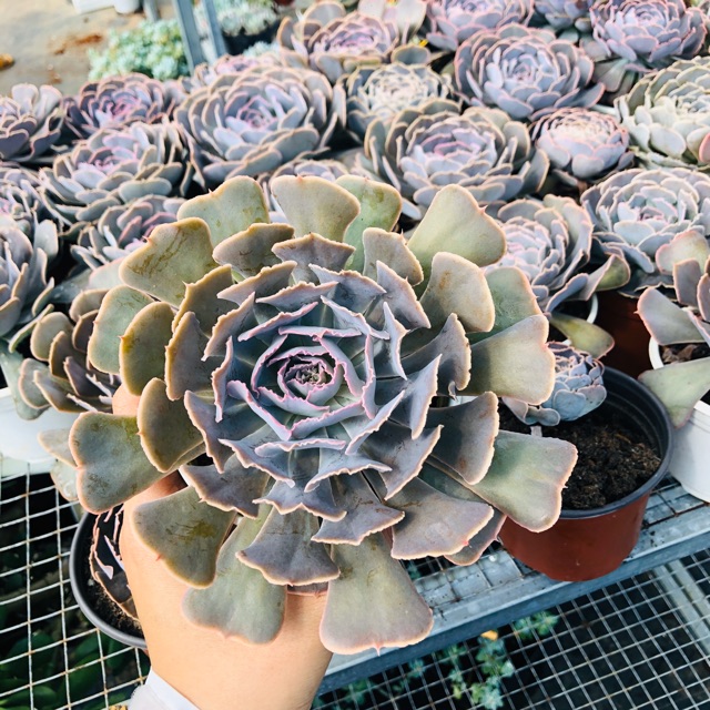 Sen đá bắp cải tím (size đại 15cm)