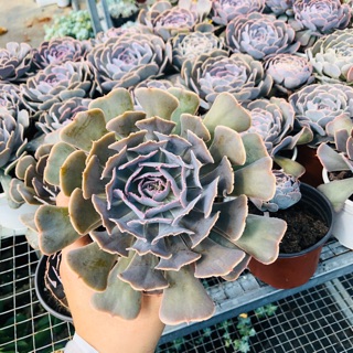 Sen đá bắp cải tím (size đại 15cm)