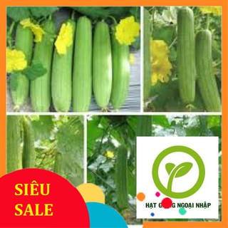 Goi 10 hạt giống mướp hương hat f1