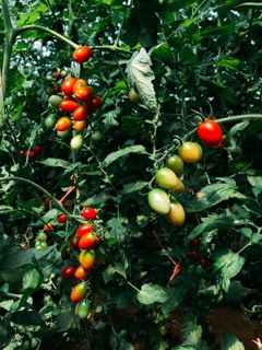 Tương cà chua SPICO hữu cơ, đậm vị, an toàn 255g 305g