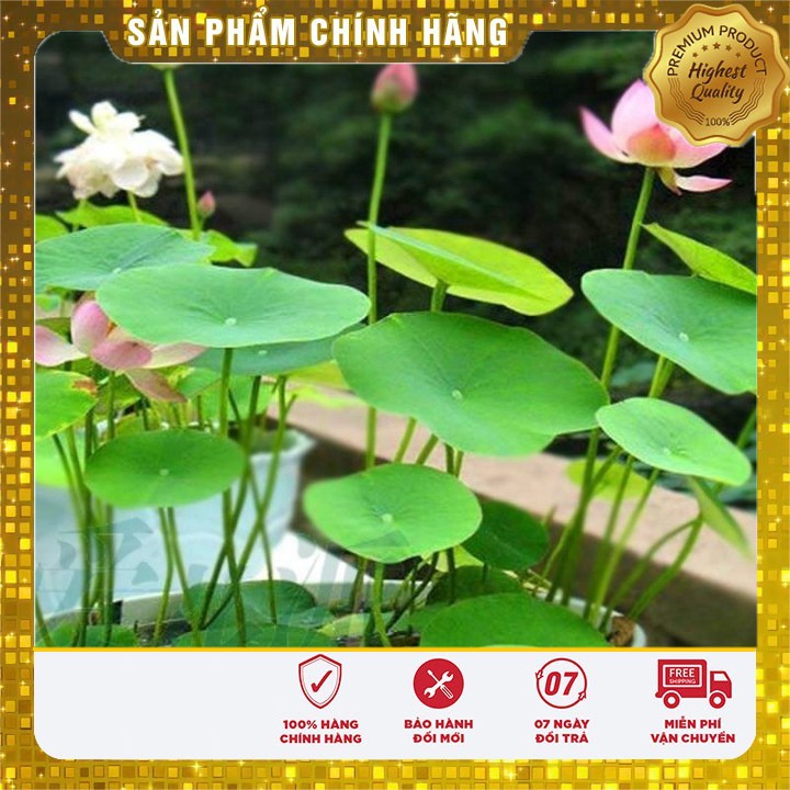 SET 05 hạt sen mini nhật ĐẸP đủ màu LUCKY SEEDS