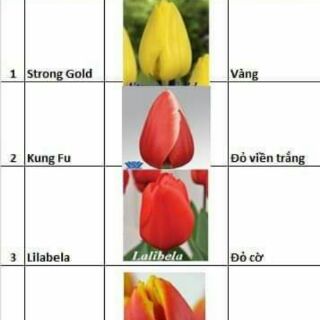 Củ hoa tulip