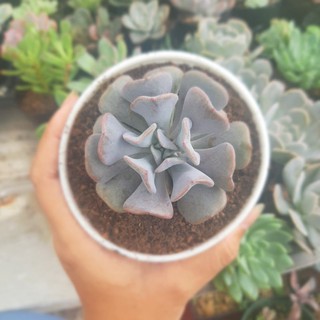 Sen đá Cúc Hồng, Cúc Tím. Echeveria Cubic Frost