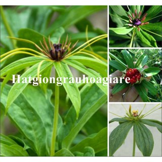 Hạt giống Thất diệp nhất chi hoa nảy mầm tốt