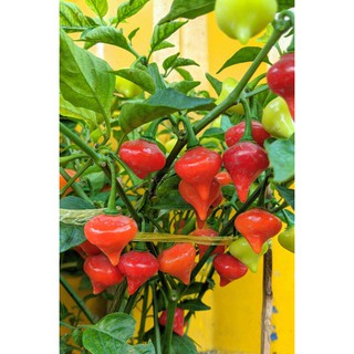 Cây ớt kiểng Biquinho (ớt tim) đang có trái