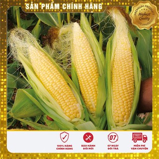 COMBO 2 gói hạt giống ngô ngọt TẶNG 1 phân bón