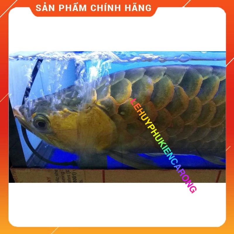 Aqua H Chống Sốc và Cấp Cứu Khẩn Cấp Cho Cá Rồng Hàng Chính Hãng Thái Lan