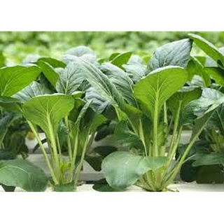 Hạt giống cải ngọt HN 24 gói 20gr