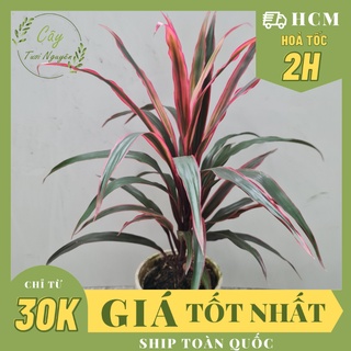 CÂY PHÁT TÀI Đỏ,(cao 35cm), phong thuỷ để bàn mini GIÁ RẺ, lọc không khí, Cây Tươi Nguyên CTN0090
