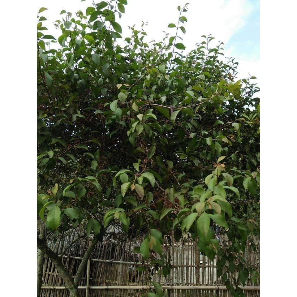 Tầm gửi cây chanh