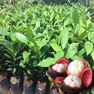 Cây giống măng cụt siêu thơm ngon .