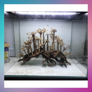 Bộ Lũa layout Rừng Thông D55xC30 - [ Xưởng Thủy Sinh TS Online37 ]