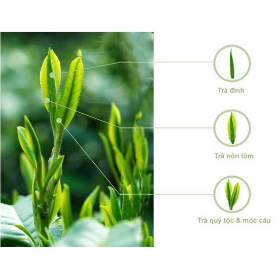 Chè Thái Nguyên chè Móc Câu loại 3 Tân Cương- Chè Hùng Nhung Tân Cương- Thái Nguyên | BigBuy360 - bigbuy360.vn