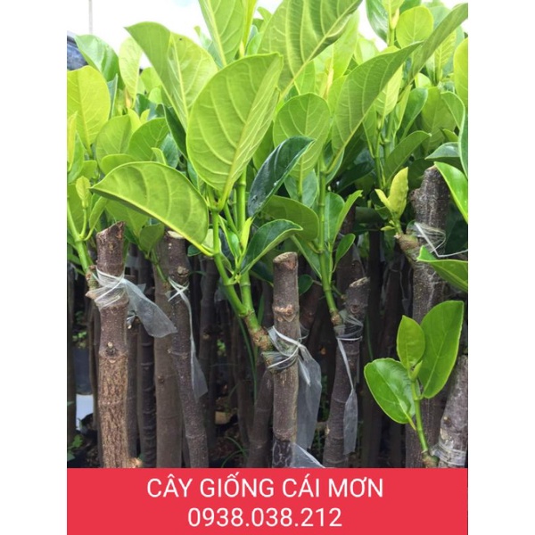 CÂY GIỐNG MÍT RUỘT ĐỎ SƠ VÀNG INDONESIA LÁ BẦU