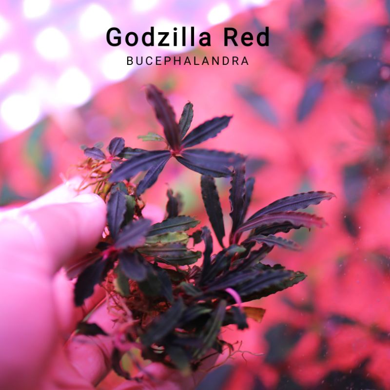 Bucep Godzilla Red | Hàng ngọn Lá cạn | Cây thủy sinh lá đỏ