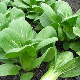 Hạt giống cải thìa - gói 20 gram