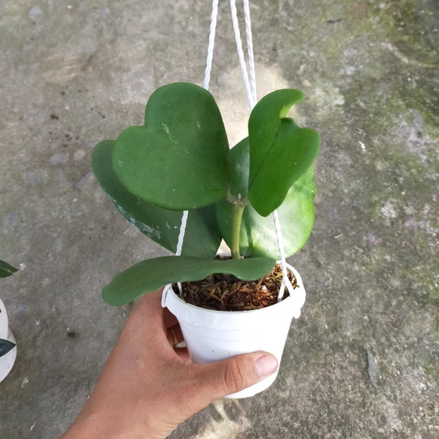 Kiểng lá chậu treo mini