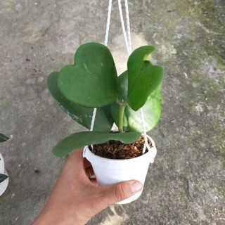 Kiểng lá chậu treo mini
