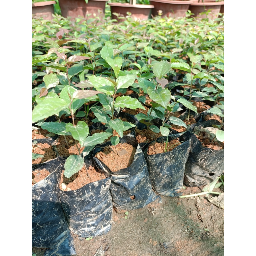 Cây giống mận quân