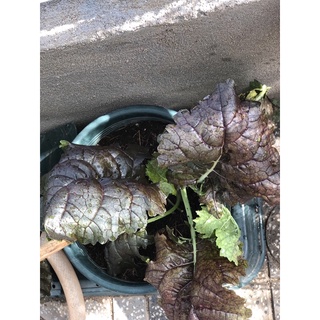 [Hạt giống Mỹ] - Cải Kale Tím
