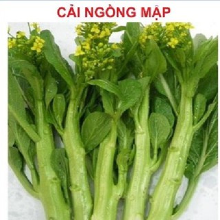 Hạt giống rau Cải ngồng Mập Xanh - 1 gói 20gr