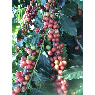 Cà phê Đặc Biệt Baka Coffee nguyên chất - Quả chín chọn lọc - Hậu ngọt sâu - Pha Specialty