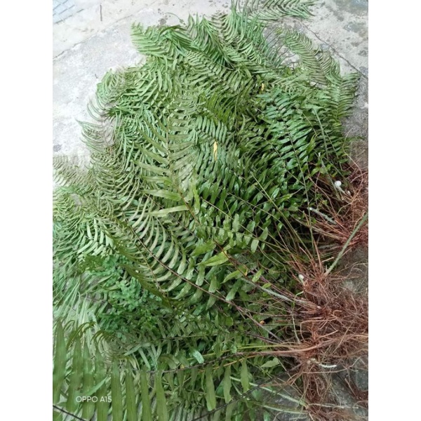 2 cây dương xỉ thòng