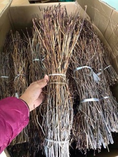 Hoa đỗ quyên ngủ đông (sỉ lẻ)