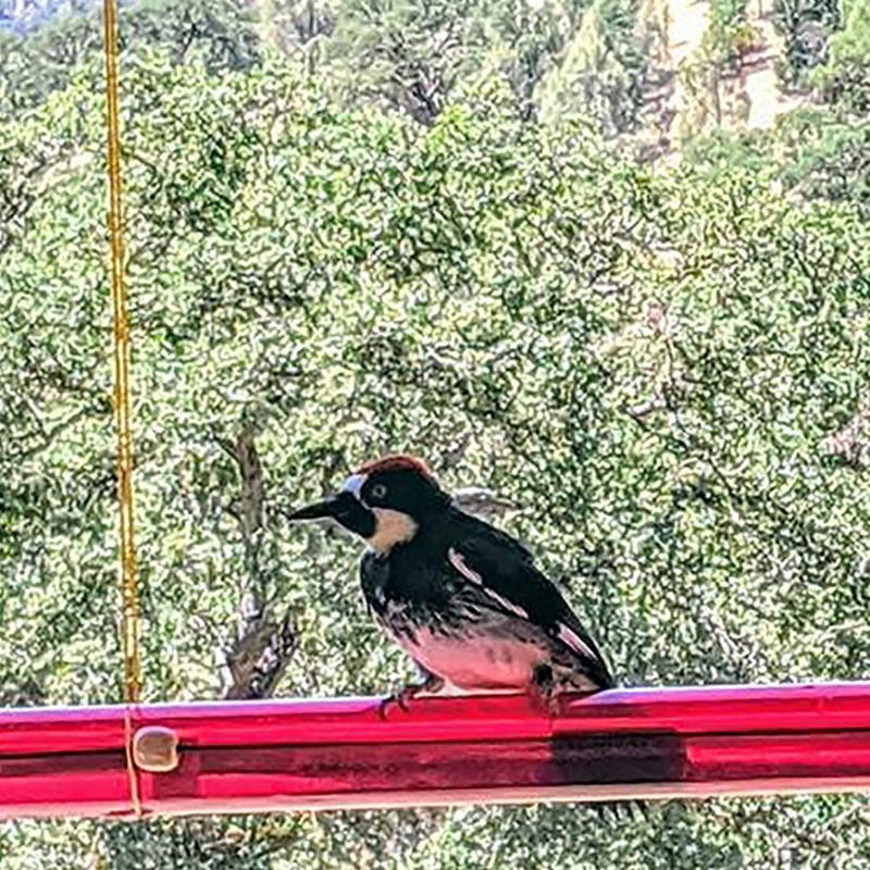 Ống Đựng Thức Ăn Cho Chim Ruồi Ăn Trong Suốt Màu Đỏ Sáng Dùng Trang Trí Vườn Mùa Xuân Hè