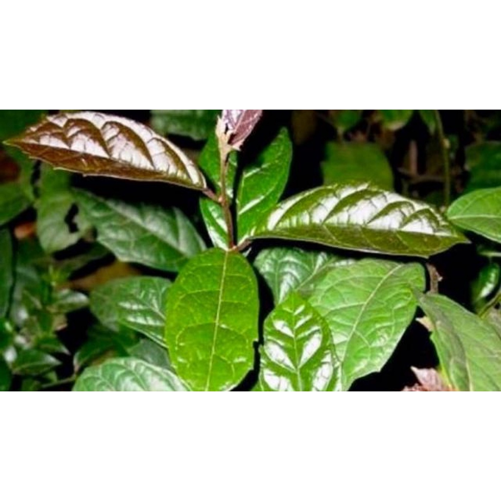 Lá xạ đen tươi - gói 1kg