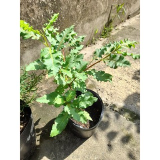 cây ổi phụng (cây trồng chậu)