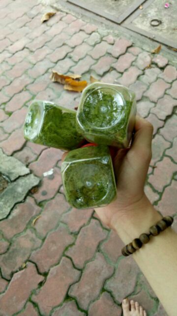 Sỉ bột Trà xanh rừng nguyên chất | BigBuy360 - bigbuy360.vn