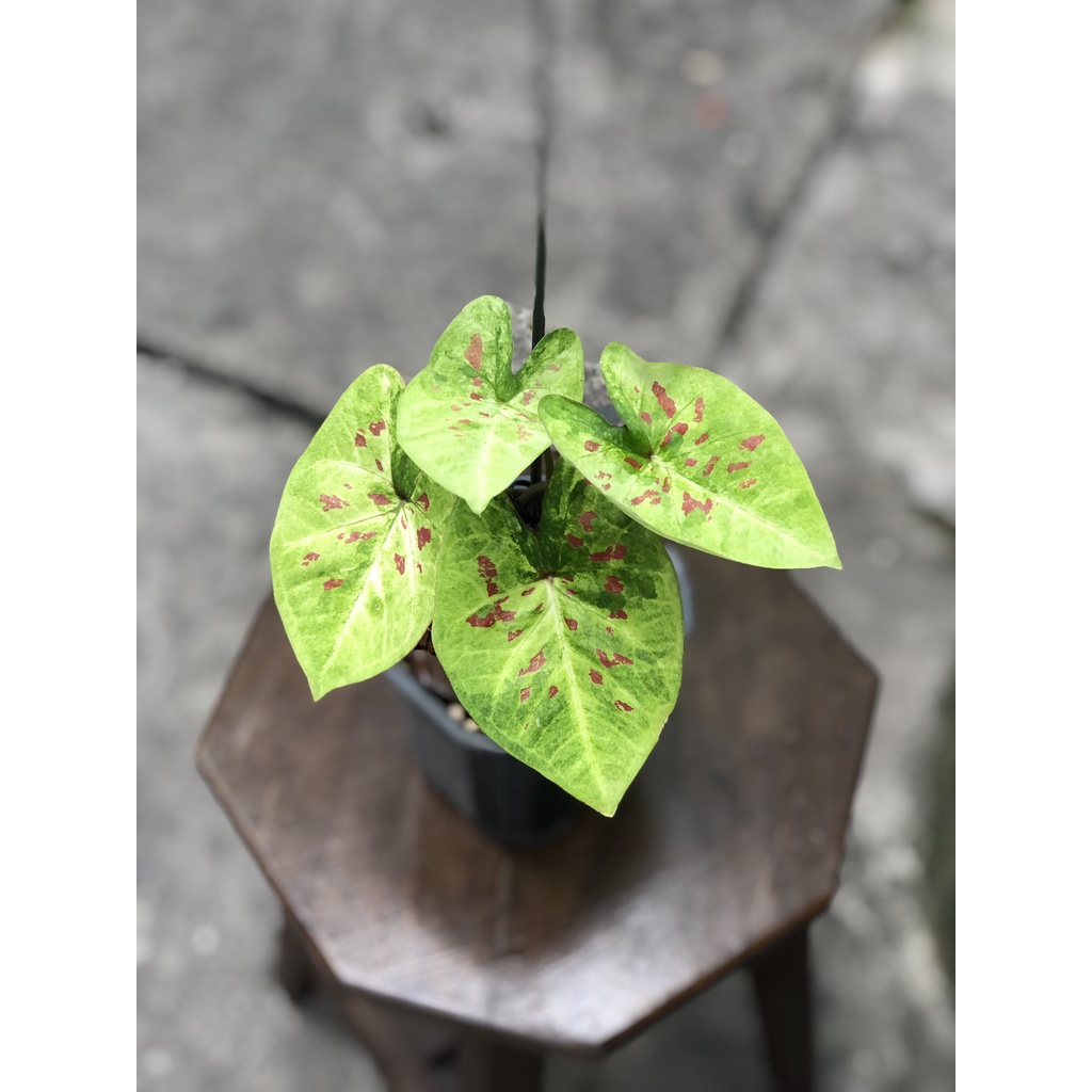 Môn Caladium Thai Collection